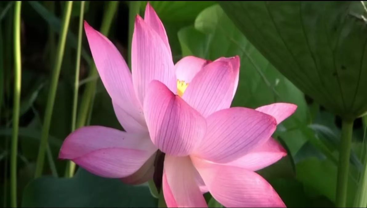 東湖濕地風景區：油菜花謝荷花開 美景依舊靜等你來