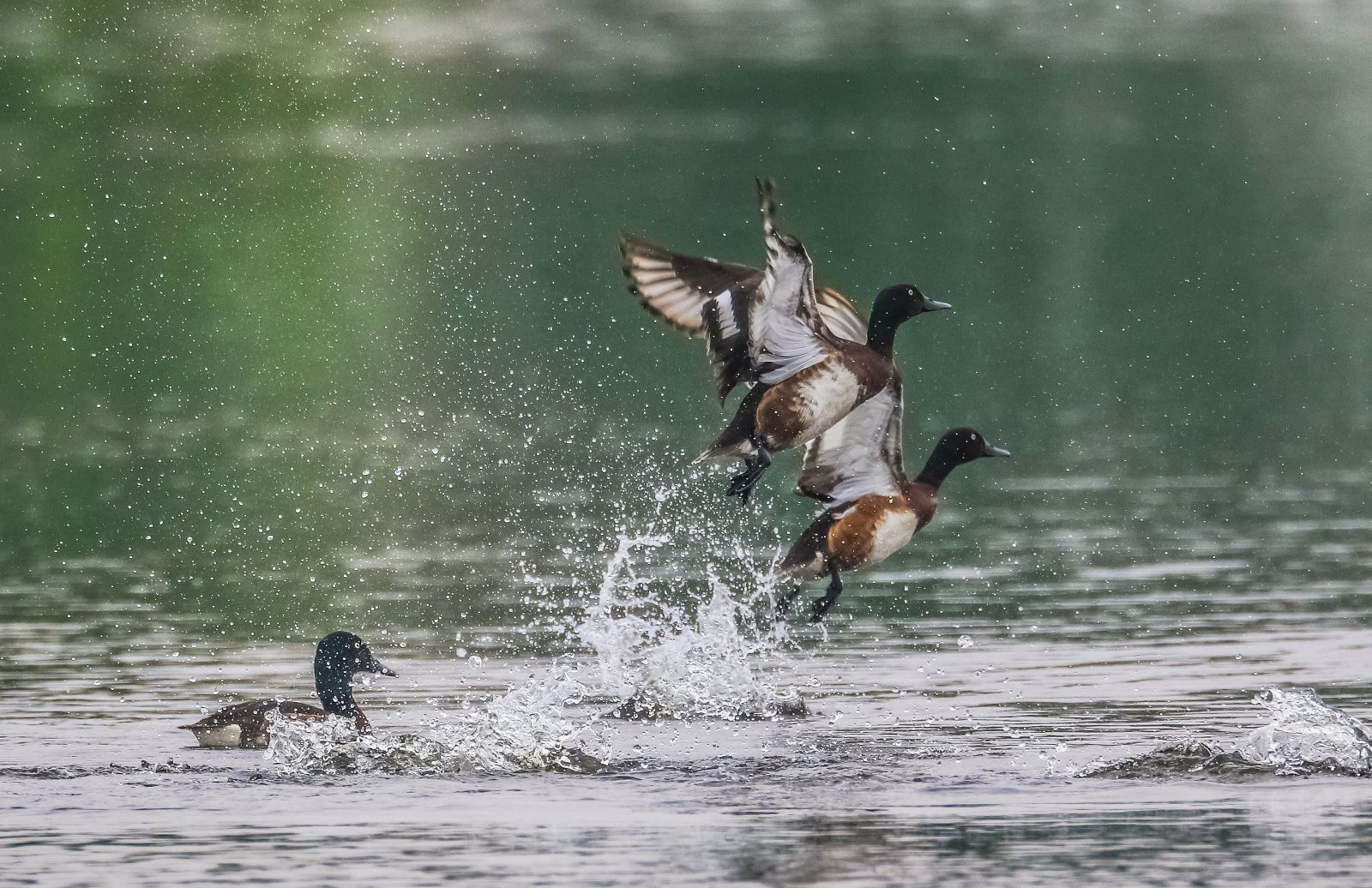 封丘：黃河岸邊好風光（2）